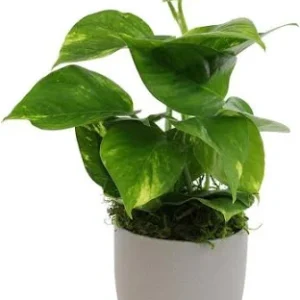 golden-pothos